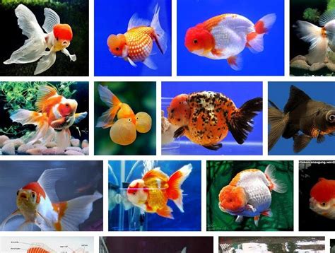 Budidaya Ikan Mas Koki Goldfish Untuk Pemula Cara Ternak Ikan