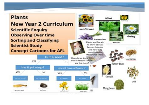 Editable fail dalam microsoft word. Plants Year 2 New Science Curriculum by rehanafazil ...