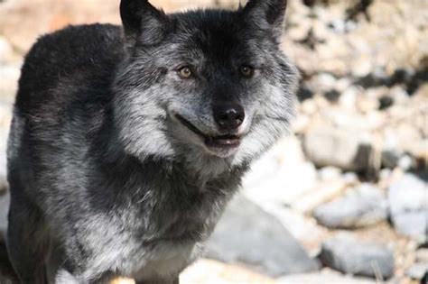Hokkaido Wolves Wolves Wolves Wolves Wiki Fandom Powered By Wikia