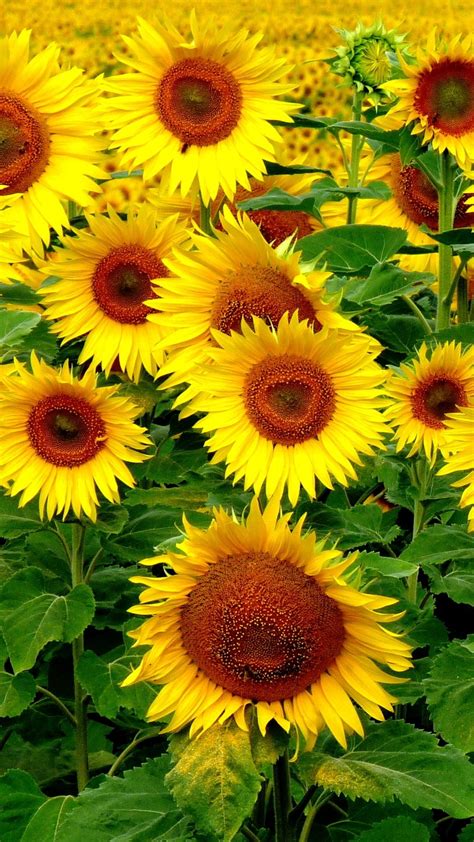 Sunflower Iphone Wallpapers Top Những Hình Ảnh Đẹp