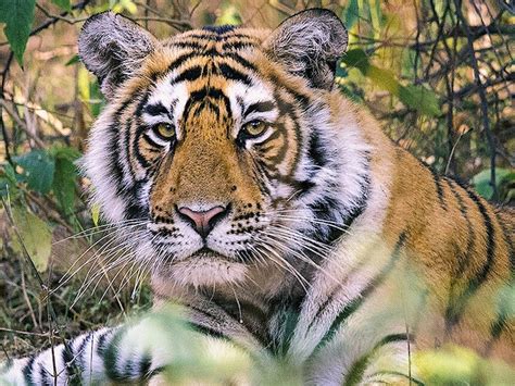Wildlife Tourism And Its Role In Tiger Conservation Wall Street