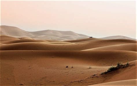 Desierto Del Sahara Qué Es Características Historia Clima Fauna