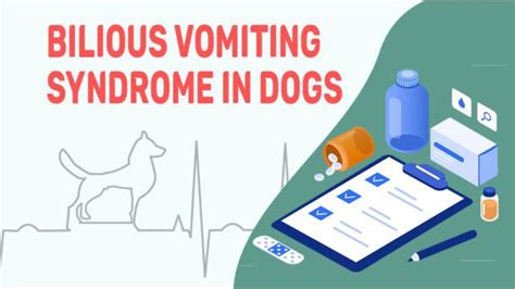 Bilious Vomiting Syndrome In Dogs Symptoms And Treatment Petmoo