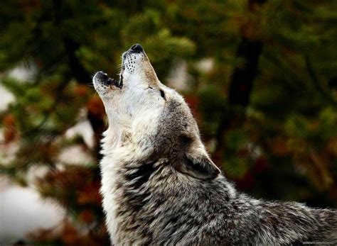 Why Do Wolves Howl
