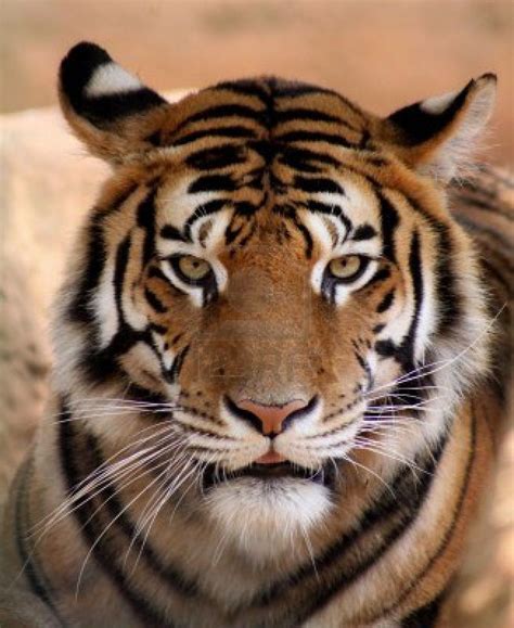 Tiger Animals And Pets Funny Animals Animal Funnies Funny Tiger