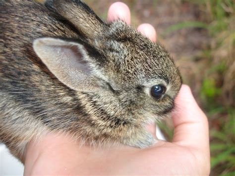 Brown Wild Baby Bunnies And How To Handle Them Hubpages