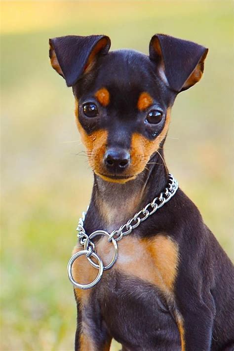 43 Best Miniature Pinscher Dog Art Portraits Photographs Information