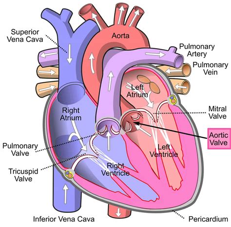 Aortic Stenosis Causes Symptoms Diagnosis Treatment Surgery