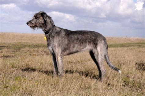 9 Contenders For Worlds Biggest Dog Breed Lovetoknow