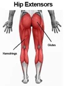 If quadruped on elbows is too challenging yet, rock the hips back onto the heels to force a. The Knee-Hip Connection: Muscles and movement