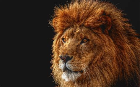 Hd Desktop Wallpaper Mane Animal Head Lion Animals Predator