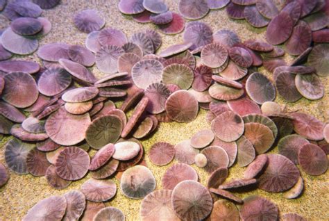 9 Fascinating Facts About Sand Dollars