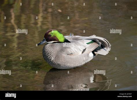 Falcated Duck At London Wwt Stock Photo Alamy