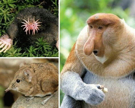 30 Animals You Probably Didnt Know Exist