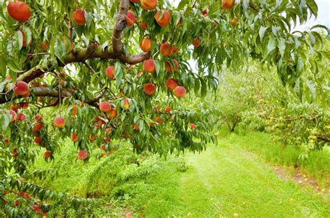 Fruit Tree Orchards An Orchard Of Blooming Fruit Trees Photograph By