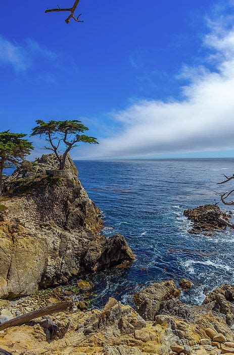 Lone Cypress Along The Famous 17 Mile Drive Monterey California Lone