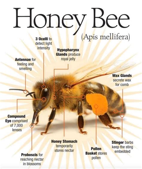 Honey Bee Anatomy Bee Honey Bee Honey Bee Facts