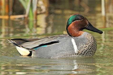 Green Winged Teal Ducks Purely Poultry