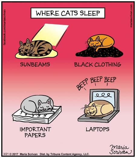 Mystery Fanfare Cartoon Of The Day Where Cats Sleep