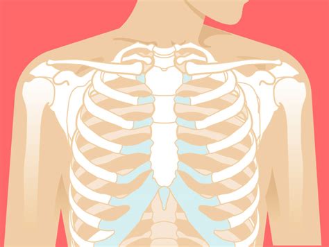 In vertebrate anatomy, ribs (latin: Breast Bone Diagram Female. Slide show: Female breast anatomy - Mayo Clinic
