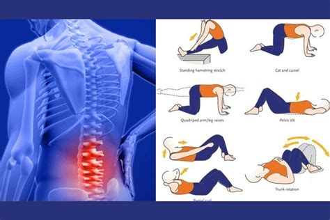 Relieve Pain With 5 Best Lower Back Exercises
