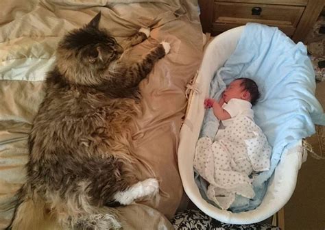 Worlds Biggest Maine Coon Watches Over His Tiny Brother Love Meow