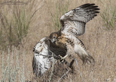 Red Tailed Hawk Fledglings And Some Sad News Mia Mcphersons On The