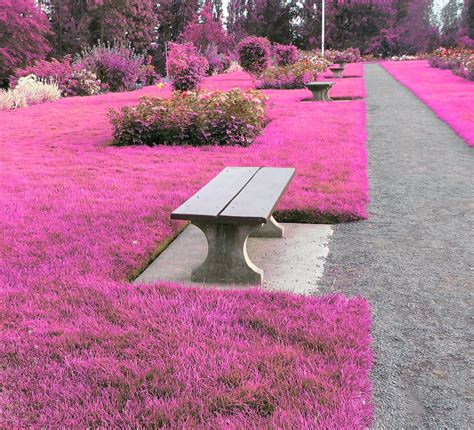 The Pink Path Rose Garden Path At Manito Park Using The C Flickr