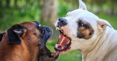 Pelea Entre Perros Cómo Comportarse Cuando Dos Perros Están Peleando Vida Con Mascotas ️