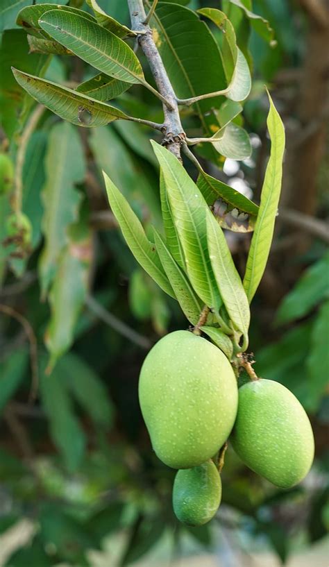 Online Crop Hd Wallpaper Mango Tree Young Growing Fruit Nature