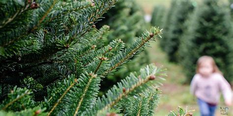 14 Festive Christmas Tree Farms In North Carolina