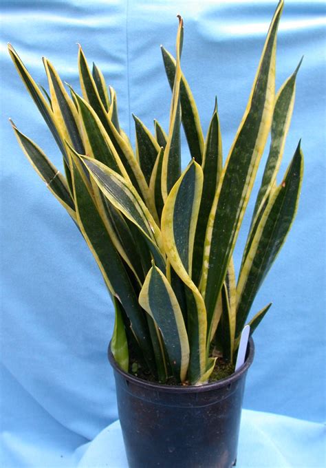 But, since they act as air purifiers, snake plants make a great addition to a bedroom or home. Quia - autumn's flowers