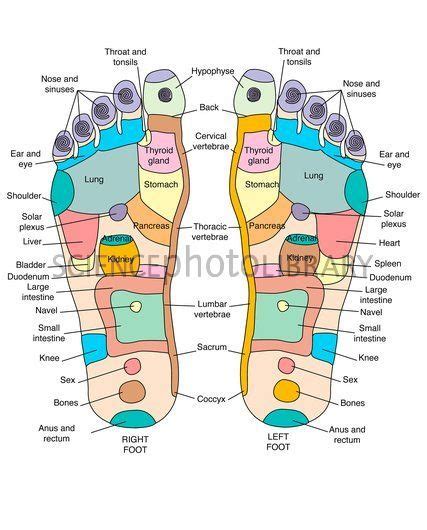 Reflexology Foot Map Artwork Stock Image C0074866 Reflexology