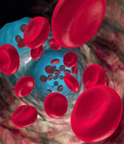 Red Blood Cells Stock Image P2420333 Science Photo Library