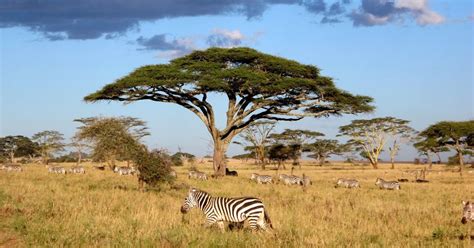 7 Reasons Why Tanzania Is The Ultimate Destination For Adventure