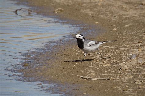 White Wagtail Pictures And Photos Photography Bird Wildlife