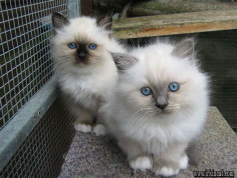 Top Birman Kittens For Adoption Choices