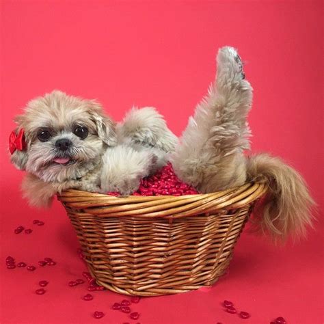 1000 Images About Shih Tzu On Pinterest Little Dogs Puppys And Shiz Tzu