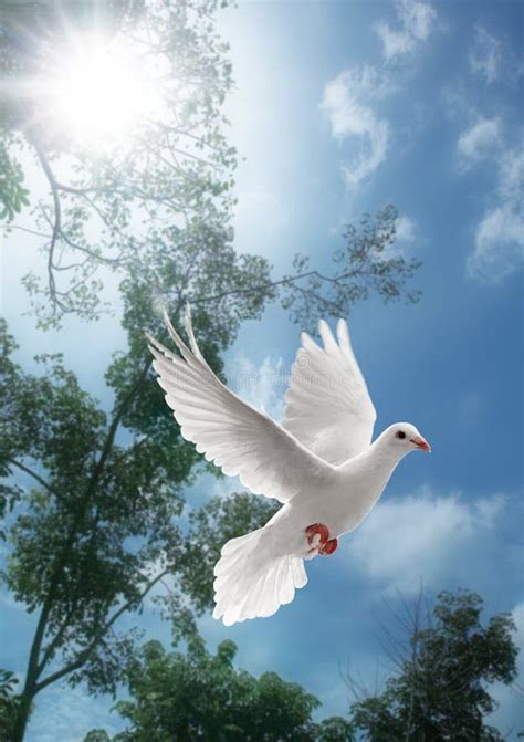 White Dove Flying Stock Photo Image Of White Nature 8877998