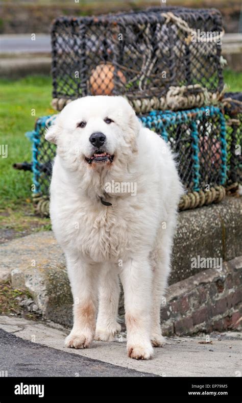 Big White Great Pyrenees Dog Pyrenean Mountain Dog Standing In Front