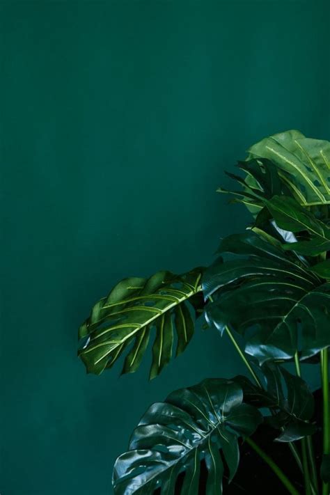 H e l l o l o v e l i e s this week i'm bringing you 50 shades of green, from pastels to deep. Cool Dark Green Aesthetic Wallpapers - Top Free Cool Dark ...
