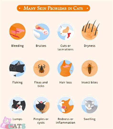 Skin Problems In Cats Common Causes And Treatment Catsfud