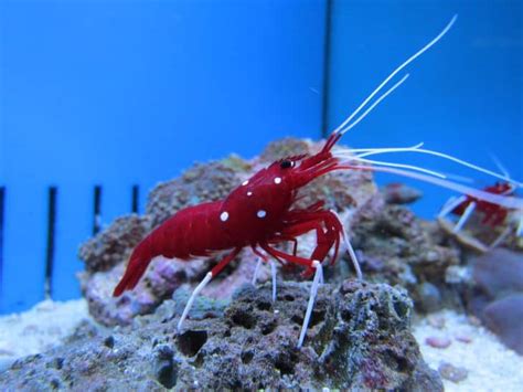 30 Pistol Shrimp Facts That Are More Harmless Than It Looks Facts Net