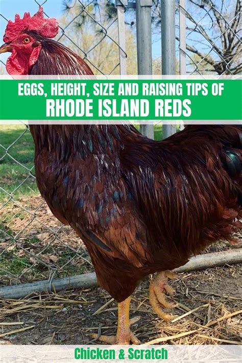 Rhode Island Red Chicken Eggs Height Size And Raising Tips Chicken Owner Chicken Diy
