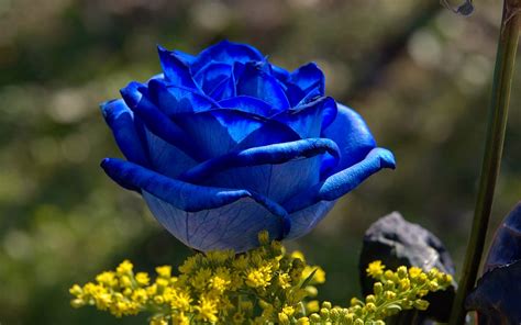 Flower Wallpapers Flower Pictures Red Rose Flowers Ts Beautiful Blue Flowers Wallpapers