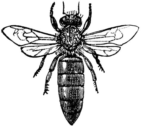 Queen Bee Sketch Sketch Coloring Page