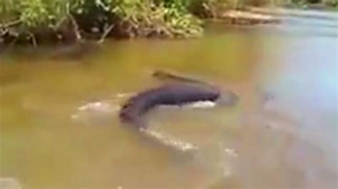 Giant Anaconda Snake Was Found In The Amazon River In