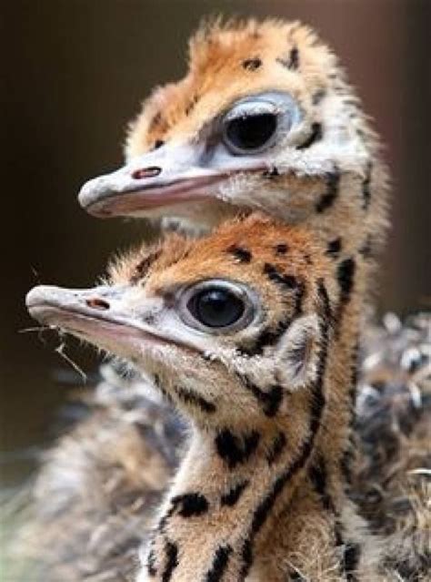 Ostrich Chicks Animals Beautiful Beautiful Birds Birds