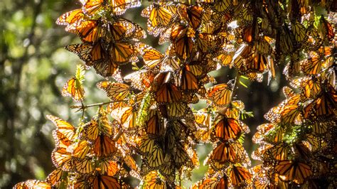 How You Can Help Save The Monarch Butterfly And Other Pollinators Kqed