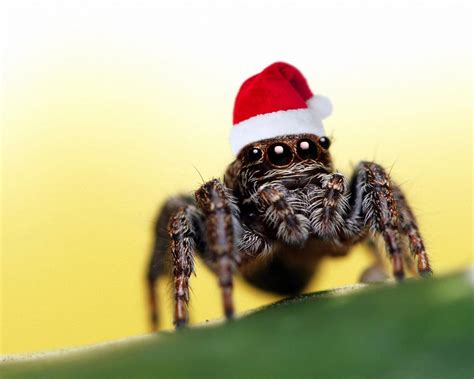 Free Download Cute Spider Wallpaper 2 1920x1200 For Your Desktop